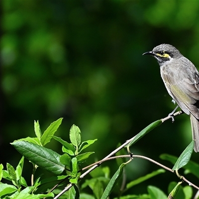 Caligavis chrysops (Yellow-faced Honeyeater) at Thirlmere, NSW - 14 Sep 2025 by Freebird
