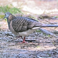 Geopelia humeralis (Bar-shouldered Dove) at Thirlmere, NSW - 14 Sep 2025 by Freebird