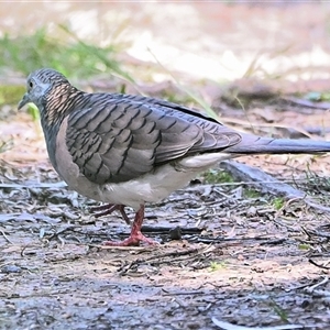 Geopelia humeralis (Bar-shouldered Dove) at Thirlmere, NSW - 14 Sep 2025 by Freebird