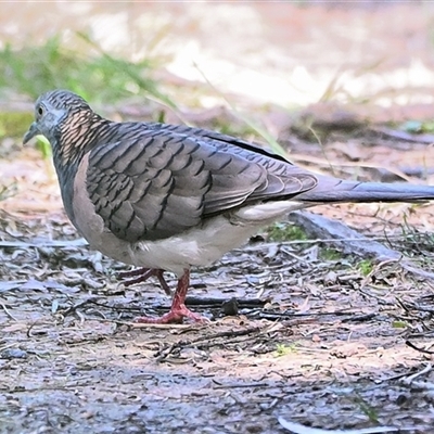 Geopelia humeralis (Bar-shouldered Dove) at Thirlmere, NSW - 14 Sep 2025 by Freebird