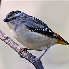 Pardalotus punctatus (Spotted Pardalote) at Thirlmere, NSW - 14 Sep 2025 by Freebird