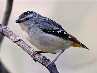 Pardalotus punctatus (Spotted Pardalote) at Thirlmere, NSW - 14 Sep 2025 by Freebird