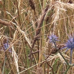 Tenodera australasiae at Harrison, ACT - 26 Jan 2022 by AndyRoo