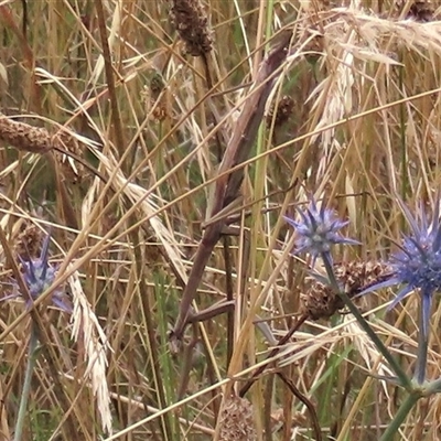 Tenodera australasiae at Harrison, ACT - 26 Jan 2022 by AndyRoo