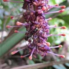 Hicksbeachia pilosa at suppressed - suppressed