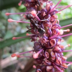 Hicksbeachia pilosa at suppressed - suppressed