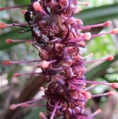 Hicksbeachia pilosa at suppressed - suppressed