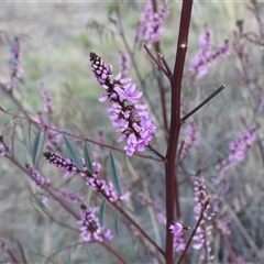 Indigofera australis subsp. australis (Australian Indigo) at Hackett, ACT - 11 Sep 2025 by DavidDedenczuk