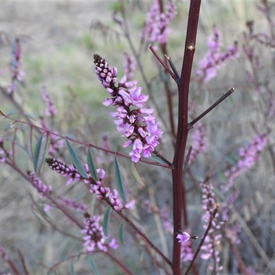 Indigofera australis subsp. australis (Australian Indigo) at Hackett, ACT - 11 Sep 2025 by DavidDedenczuk