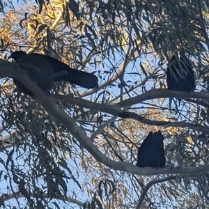 Corcorax melanorhamphos (White-winged Chough) at Holder, ACT - 17 Sep 2025 by HelenCross