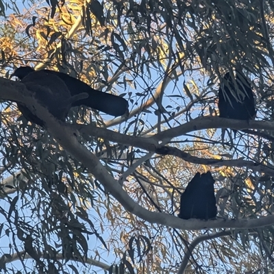 Corcorax melanorhamphos (White-winged Chough) at Holder, ACT - 17 Sep 2025 by HelenCross