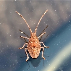 Alcaeus varicornis (Acacia shield bug) at Yass River, NSW - 14 Sep 2025 by SenexRugosus