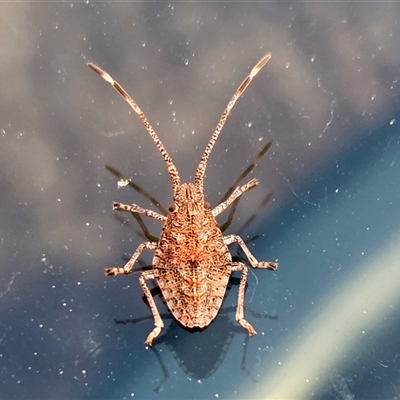 Alcaeus varicornis (Acacia shield bug) at Yass River, NSW - 14 Sep 2025 by SenexRugosus