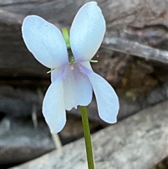 Wurmbea dioica subsp. dioica at Ulladulla, NSW - 17 Sep 2025 by Jennybach