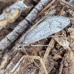 Chezala (genus) (A Concealer moth (Chezala Group)) at Yass River, NSW - 14 Sep 2025 by SenexRugosus