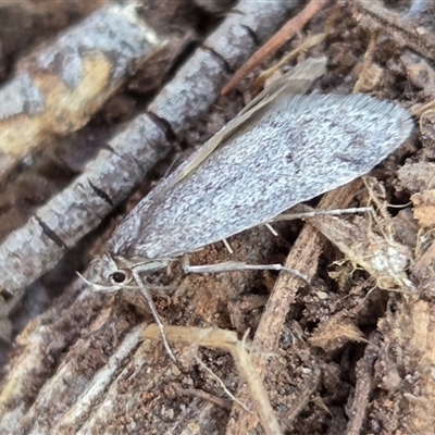 Chezala (genus) (A Concealer moth (Chezala Group)) at Yass River, NSW - 14 Sep 2025 by SenexRugosus