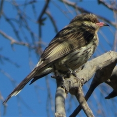 Acanthagenys rufogularis (Spiny-cheeked Honeyeater) at Cobar, NSW - 12 Oct 2019 by RobParnell
