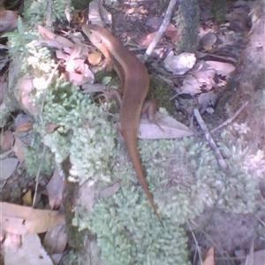 Bellatorias frerei (Major Skink) at Syndicate, QLD - 17 Sep 2014 by JasonPStewartNMsnc2016