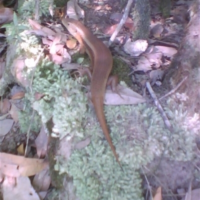 Bellatorias frerei (Major Skink) at Syndicate, QLD - 17 Sep 2014 by JasonPStewartNMsnc2016