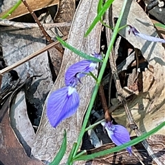 Unverified Plant at Ulladulla, NSW - 17 Sep 2025 by Jennybach