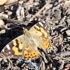 Vanessa kershawi (Australian Painted Lady) at Ainslie, ACT - 17 Sep 2025 by ChrisChapman