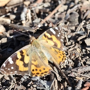 Vanessa kershawi (Australian Painted Lady) at Ainslie, ACT - 17 Sep 2025 by ChrisChapman