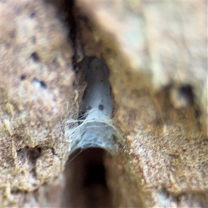 Segestriidae sp (family) at Melbourne, VIC - 17 Sep 2025 03:52 PM