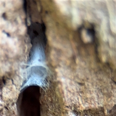 Segestriidae sp (family) at Melbourne, VIC - 17 Sep 2025 03:52 PM