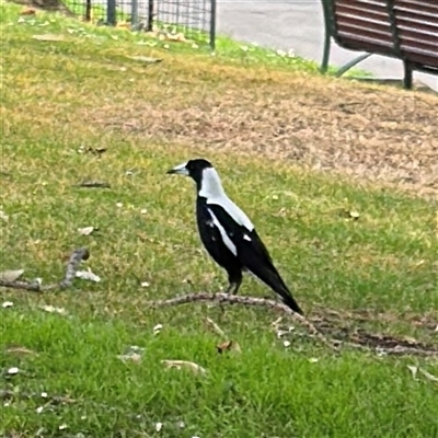 Gymnorhina tibicen (Australian Magpie) at Melbourne, VIC - 17 Sep 2025 by Hejor1