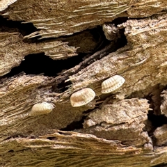 Blattidae sp. (family) (Unidentified blattid cockroach) at Melbourne, VIC - 17 Sep 2025 by Hejor1