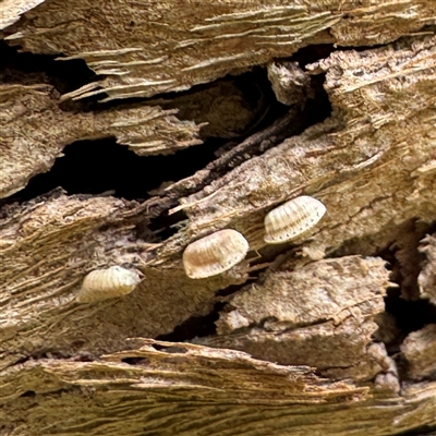 Blattidae sp. (family) (Unidentified blattid cockroach) at Melbourne, VIC - 17 Sep 2025 by Hejor1