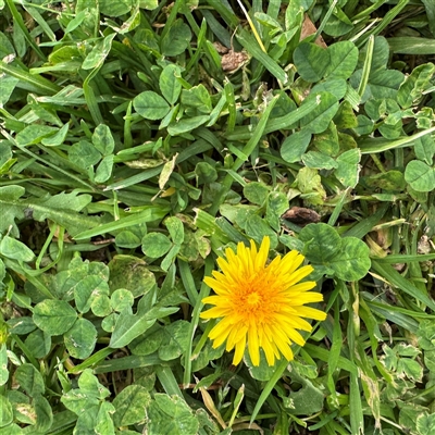 Taraxacum sp. at Melbourne, VIC - 17 Sep 2025 by Hejor1