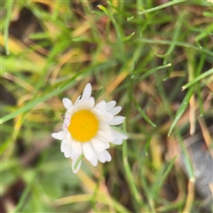 Bellis perennis at Melbourne, VIC - 17 Sep 2025 by Hejor1