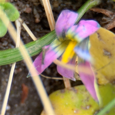 Oxalis (genus) at Melbourne, VIC - 17 Sep 2025 by Hejor1