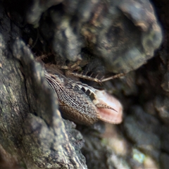 Balta sp. (genus) (A cockroach) at Melbourne, VIC - 17 Sep 2025 by Hejor1