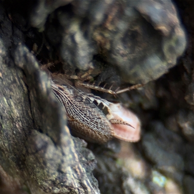 Balta sp. (genus) (A cockroach) at Melbourne, VIC - 17 Sep 2025 by Hejor1