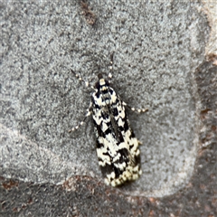 Scoparia exhibitalis (A Crambid moth) at Melbourne, VIC - 17 Sep 2025 by Hejor1