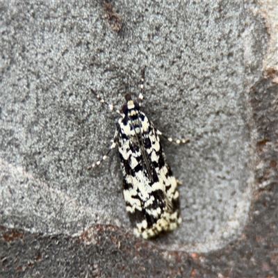 Scoparia exhibitalis (A Crambid moth) at Melbourne, VIC - 17 Sep 2025 by Hejor1