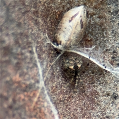 Cryptachaea veruculata (Diamondback comb-footed spider) at Melbourne, VIC - 17 Sep 2025 by Hejor1