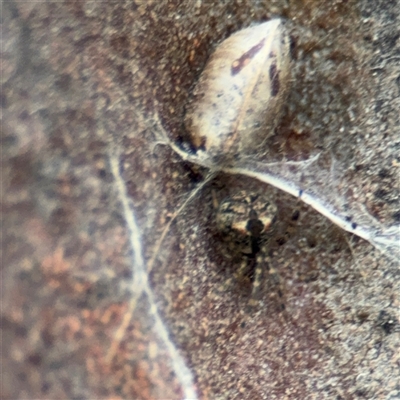Cryptachaea veruculata (Diamondback comb-footed spider) at Melbourne, VIC - 17 Sep 2025 by Hejor1