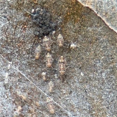 Psocidae (family) (A common barklice) at Melbourne, VIC - 17 Sep 2025 by Hejor1