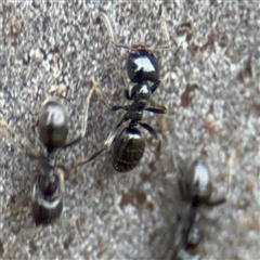 Anonychomyrma sp. (genus) (Black Cocktail Ant) at Melbourne, VIC - 17 Sep 2025 by Hejor1