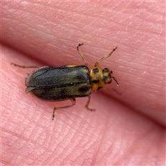 Xanthogaleruca luteola (Elm leaf beetle) at Melbourne, VIC - 17 Sep 2025 by Hejor1