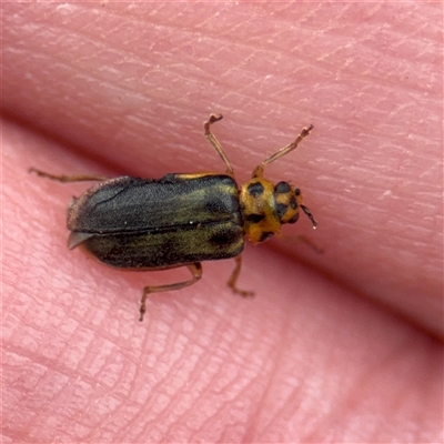 Xanthogaleruca luteola (Elm leaf beetle) at Melbourne, VIC - 17 Sep 2025 by Hejor1