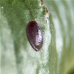 Coccidae sp. (family) (Unidentified coccid scale insect) at Melbourne, VIC - 17 Sep 2025 by Hejor1
