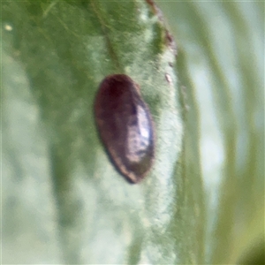 Coccidae sp. (family) (Unidentified coccid scale insect) at Melbourne, VIC - 17 Sep 2025 by Hejor1