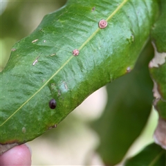 Coccidae sp. (family) at Melbourne, VIC - 17 Sep 2025 04:15 PM