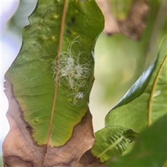 Aleuroctarthrus destructor (Whitefly) at Melbourne, VIC - 17 Sep 2025 by Hejor1