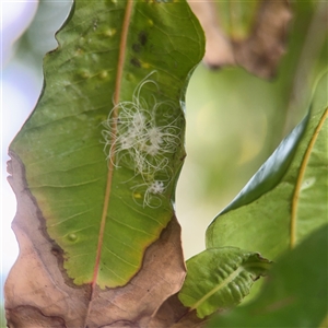 Aleuroctarthrus destructor (Whitefly) at Melbourne, VIC - 17 Sep 2025 by Hejor1