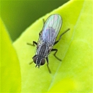 Notiphila (genus) (A shore fly) at Melbourne, VIC - 17 Sep 2025 by Hejor1
